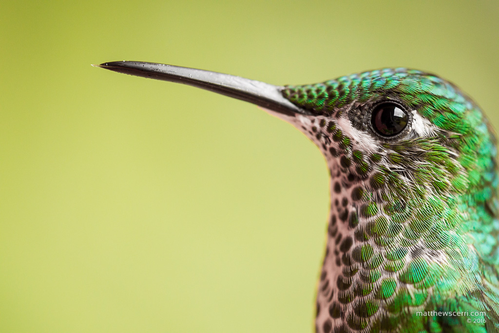 IMAGE: http://www.matthewscerri.com/Private/CostaRica2016/MG4_4190.jpg