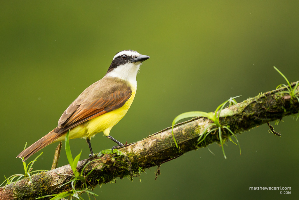 IMAGE: http://www.matthewscerri.com/Private/CostaRica2016/MG4_5531.jpg