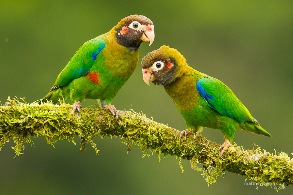 IMAGE: http://www.matthewscerri.com/Private/CostaRica2016/MG4_5685.jpg