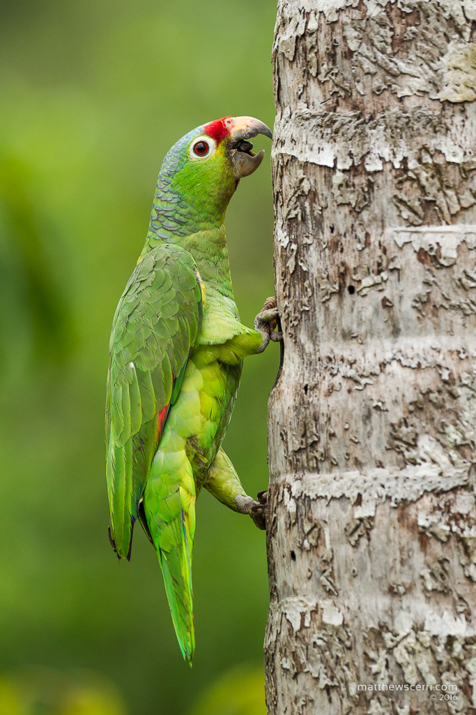 IMAGE: http://www.matthewscerri.com/Private/CostaRica2016/MG4_8414.jpg