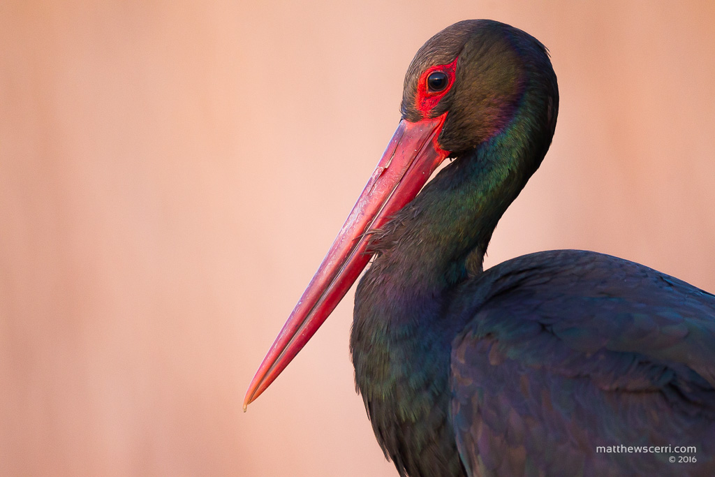 IMAGE: http://www.matthewscerri.com/Private/Hungary2016/MG4_2616.jpg