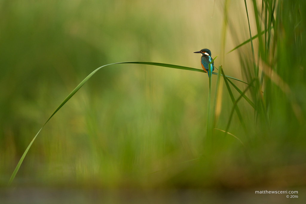 IMAGE: http://www.matthewscerri.com/Private/Hungary2016/MG4_3591.jpg