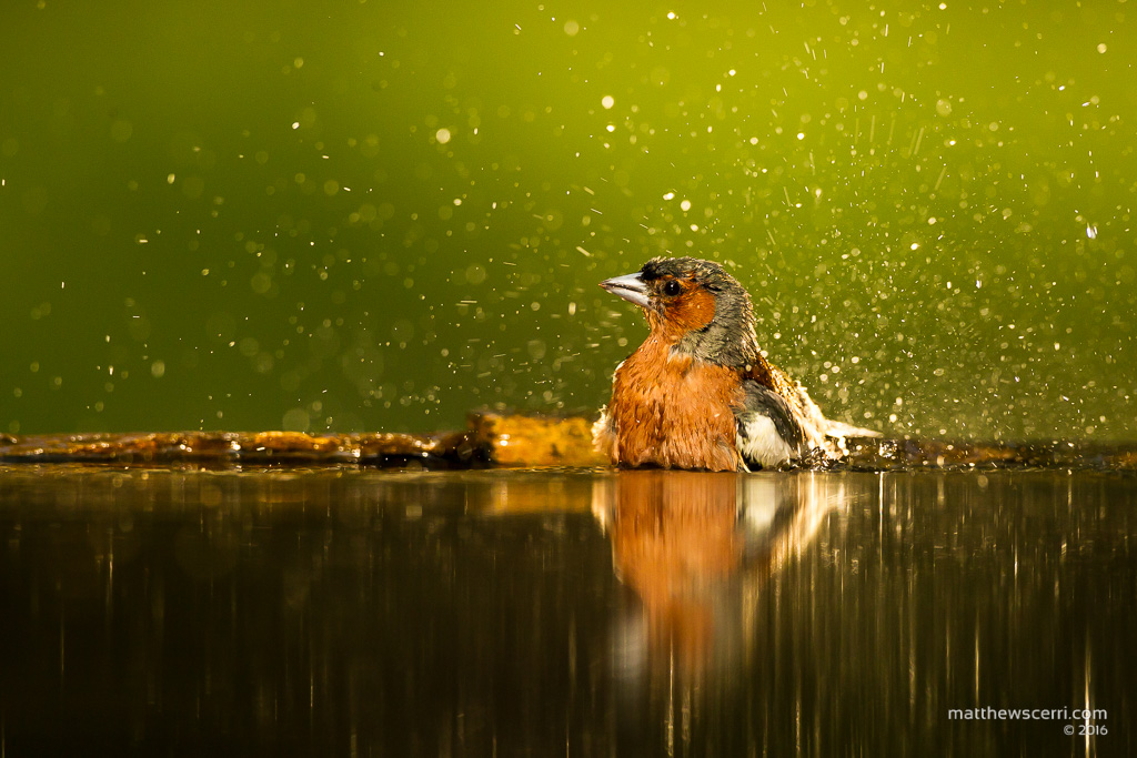 IMAGE: http://www.matthewscerri.com/Private/Hungary2016/MG4_4363.jpg