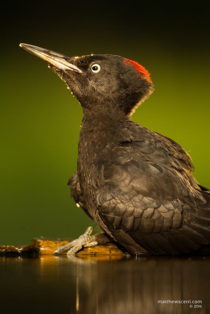 IMAGE: http://www.matthewscerri.com/Private/Hungary2016/MG4_4403.jpg