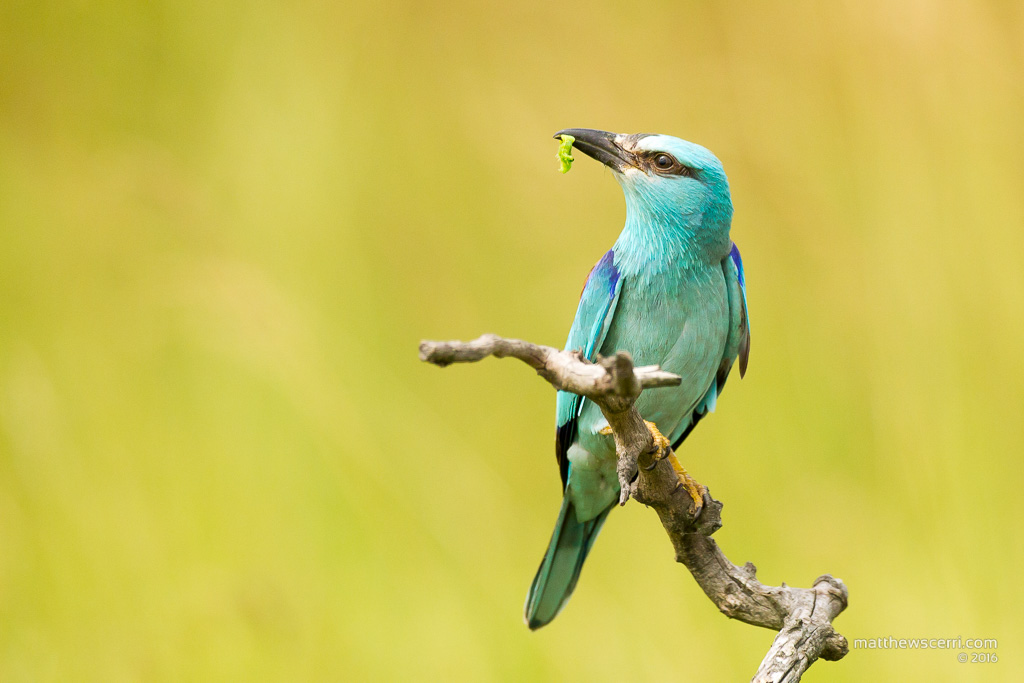 IMAGE: http://www.matthewscerri.com/Private/Hungary2016/MG4_5007.jpg