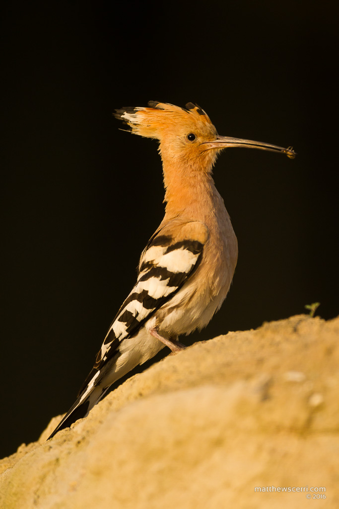 IMAGE: http://www.matthewscerri.com/Private/Hungary2016/MG4_7119.jpg