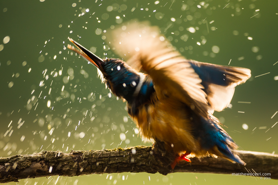 IMAGE: http://www.matthewscerri.com/Private/Hungary2016/MG4_7464.jpg