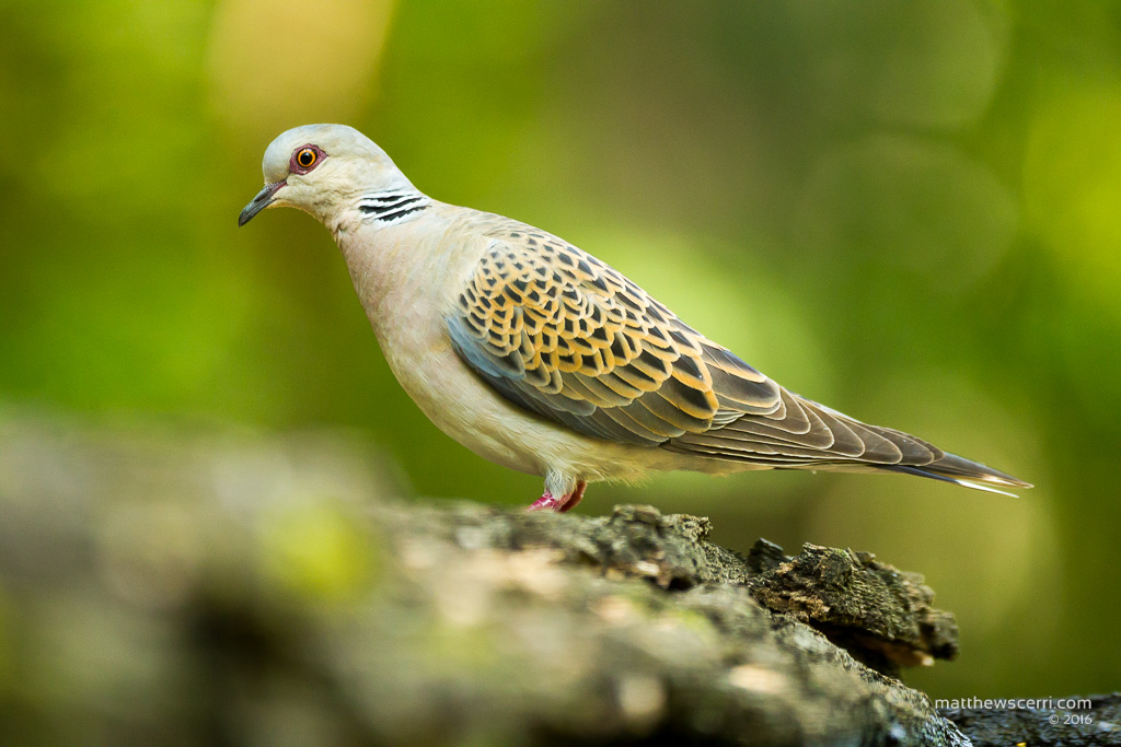 IMAGE: http://www.matthewscerri.com/Private/Hungary2016/MG4_7607.jpg