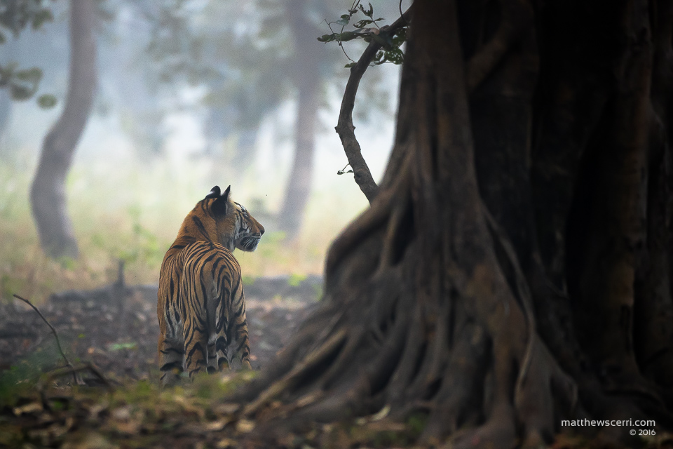 IMAGE: http://www.matthewscerri.com/Private/India/MGX_0464.jpg