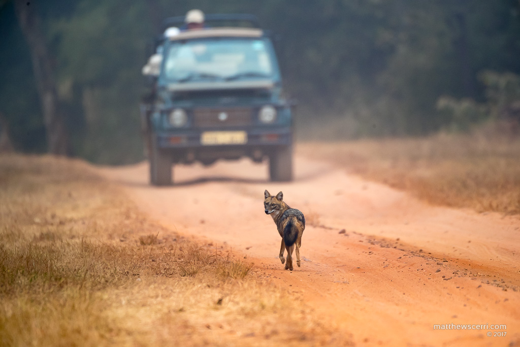 IMAGE: http://www.matthewscerri.com/Private/India/MGX_0494.jpg