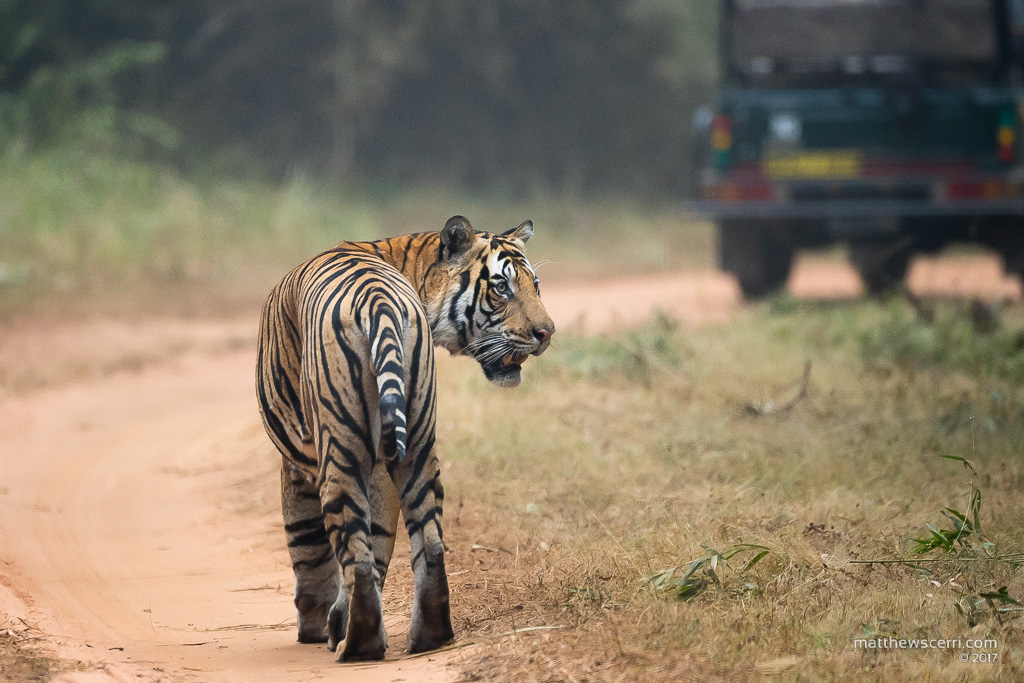 IMAGE: http://www.matthewscerri.com/Private/India/MGX_0810.jpg