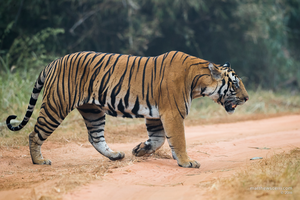 IMAGE: http://www.matthewscerri.com/Private/India/MGX_0956.jpg