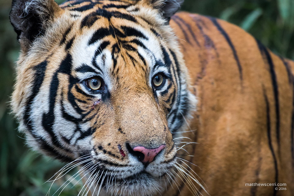 IMAGE: http://www.matthewscerri.com/Private/India/MGX_1122.jpg