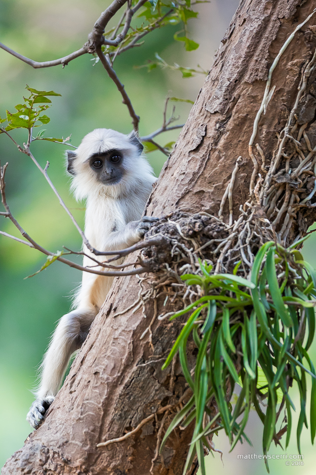 IMAGE: http://www.matthewscerri.com/Private/India/MGX_1435.jpg