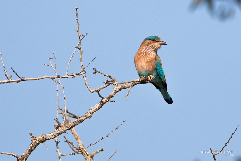 IMAGE: http://www.matthewscerri.com/Private/India/MGX_1611.jpg