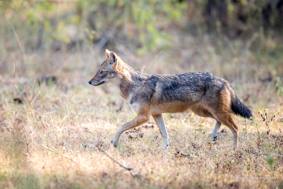 IMAGE: http://www.matthewscerri.com/Private/India/MGX_1694.jpg