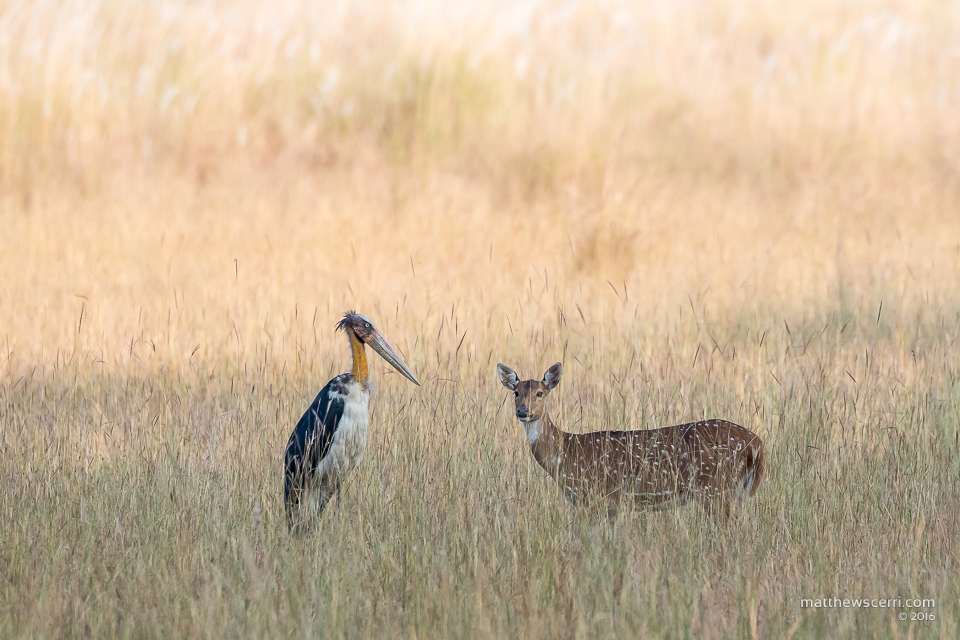 IMAGE: http://www.matthewscerri.com/Private/India/MGX_1741.jpg