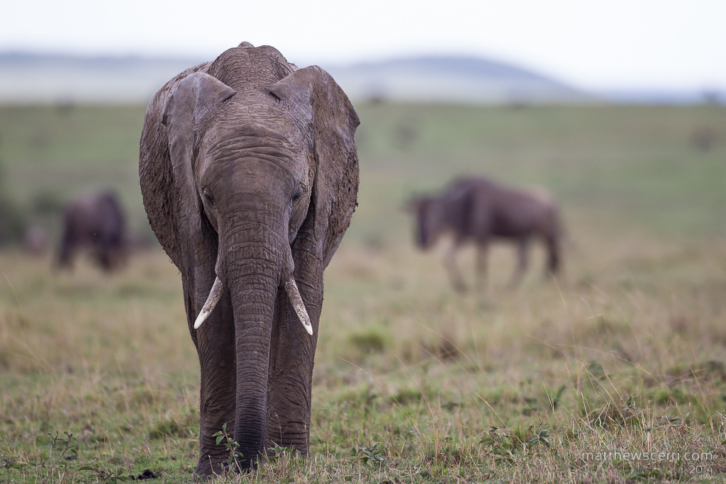 IMAGE: http://www.matthewscerri.com/Private/MaasaiMara2014/MG4_4020.jpg