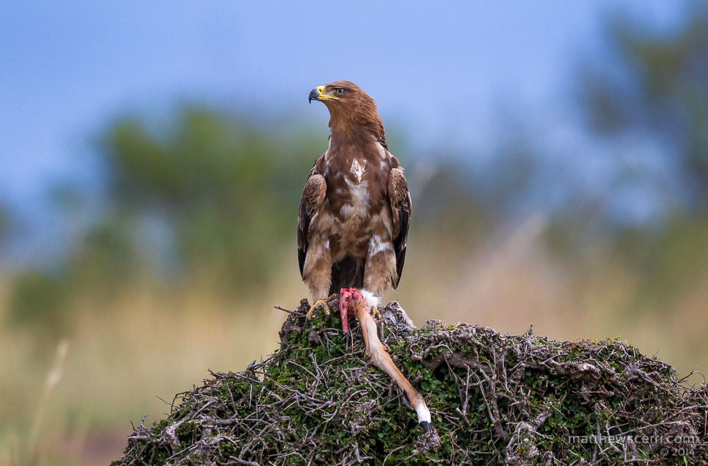 IMAGE: http://www.matthewscerri.com/Private/MaasaiMara2014/MG4_4424.jpg