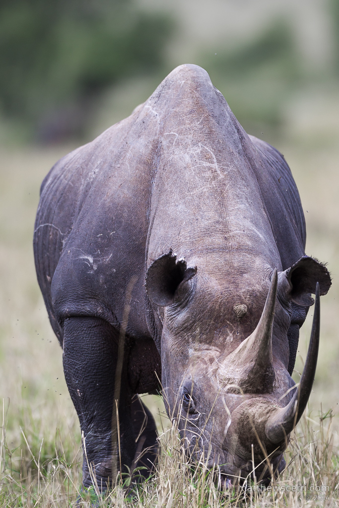IMAGE: http://www.matthewscerri.com/Private/MaasaiMara2014/MG4_5176.jpg