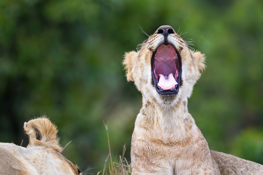 IMAGE: http://www.matthewscerri.com/Private/MaasaiMara2014/MG4_5548.jpg