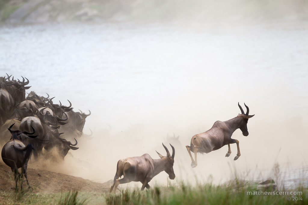 IMAGE: http://www.matthewscerri.com/Private/MaasaiMara2014/MG4_5964.jpg