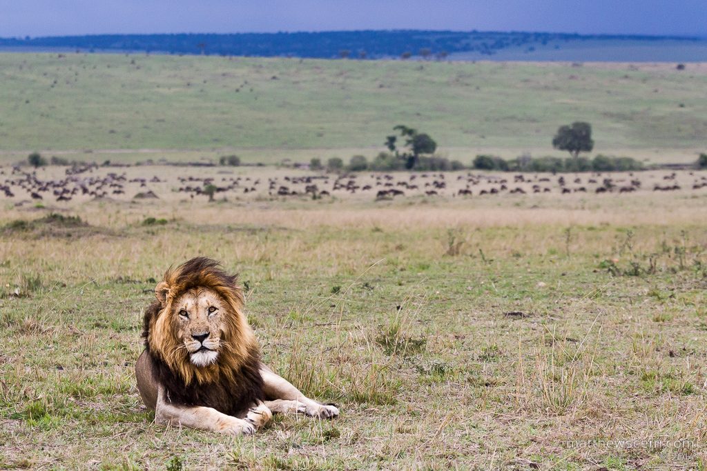 IMAGE: http://www.matthewscerri.com/Private/MaasaiMara2014/_G4_8490.jpg