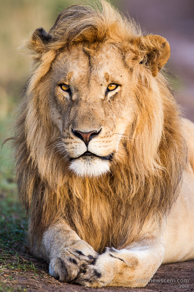 IMAGE: http://www.matthewscerri.com/Private/MaasaiMara2014/_G4_8622.jpg