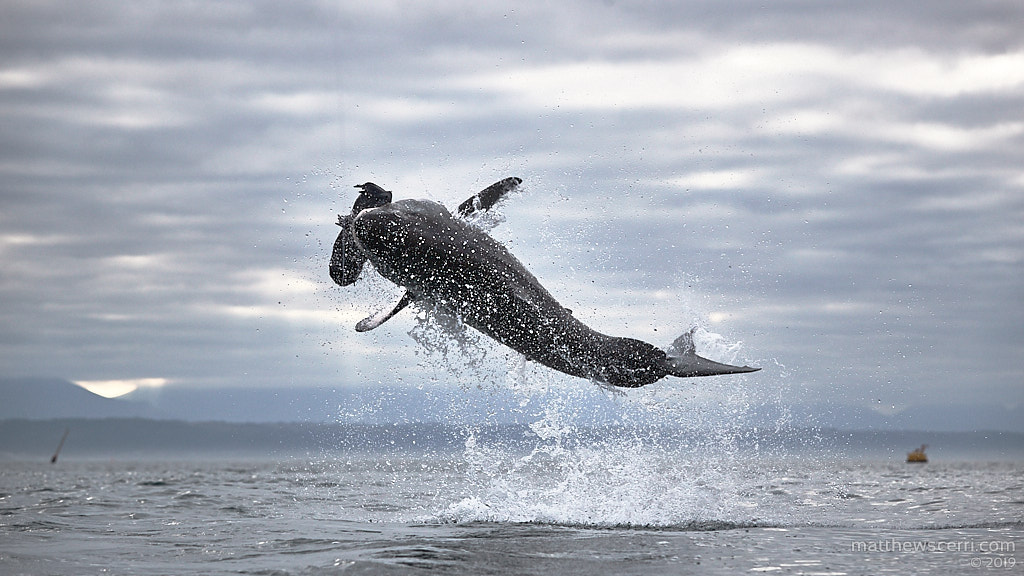 IMAGE: http://www.matthewscerri.com/Private/SouthAfrica19/190710-MGX_3880.jpg