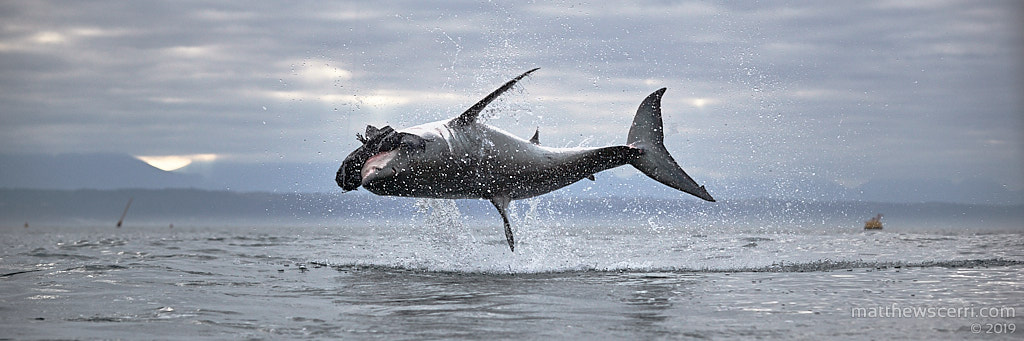 IMAGE: http://www.matthewscerri.com/Private/SouthAfrica19/190710-MGX_3884.jpg