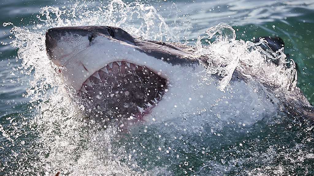 IMAGE: http://www.matthewscerri.com/Private/SouthAfrica19/190711-MGX_4356.jpg