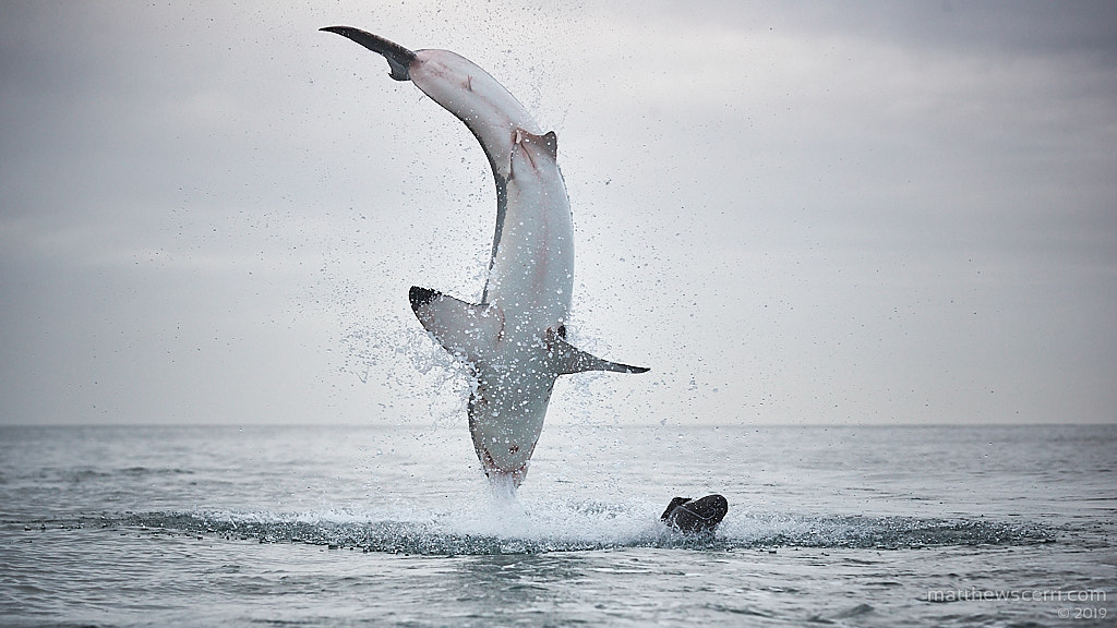 IMAGE: http://www.matthewscerri.com/Private/SouthAfrica19/190712-MGX_4651.jpg