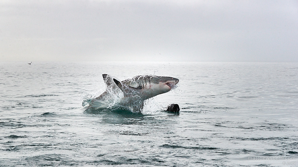 IMAGE: http://www.matthewscerri.com/Private/SouthAfrica19/190712-MGX_4685.jpg